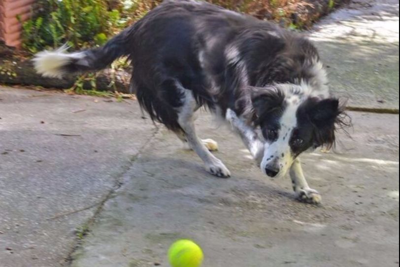 Auckland Kennels Qualified Pet Services